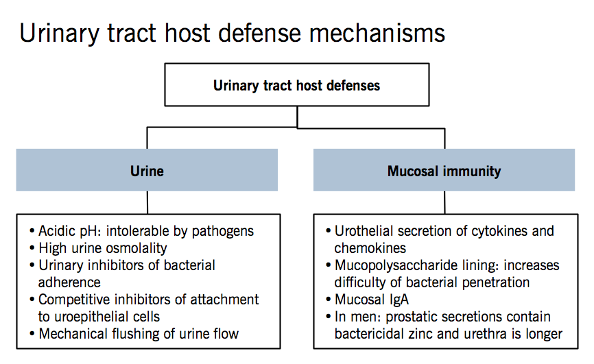 Urinary tract host defense mechanisms