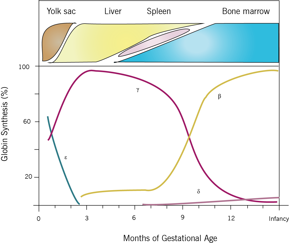 Hemoglobin Chart By Age