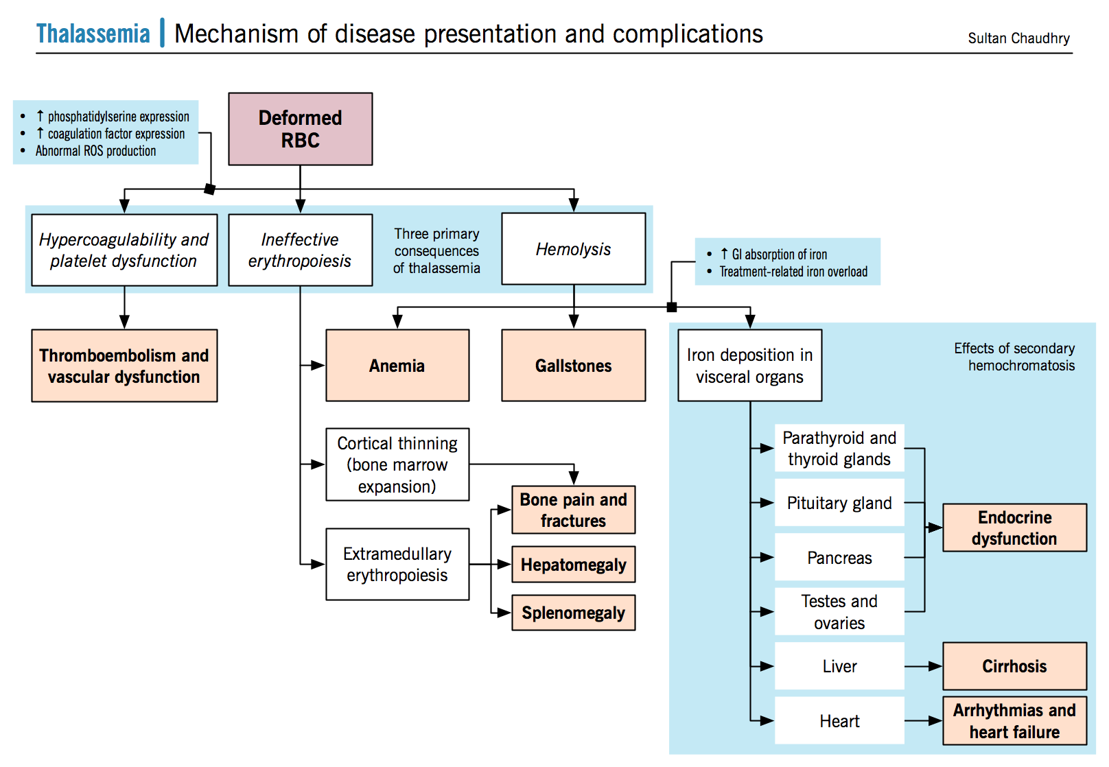 Thalassemia McMaster Pathophysiology Review