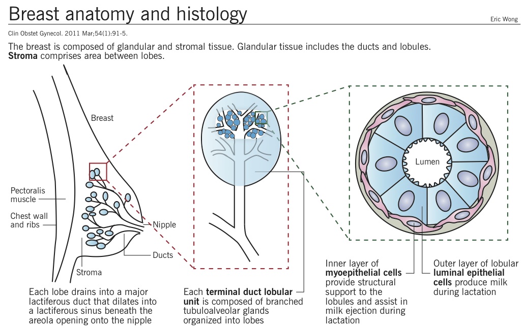 Breast anatomy and histology