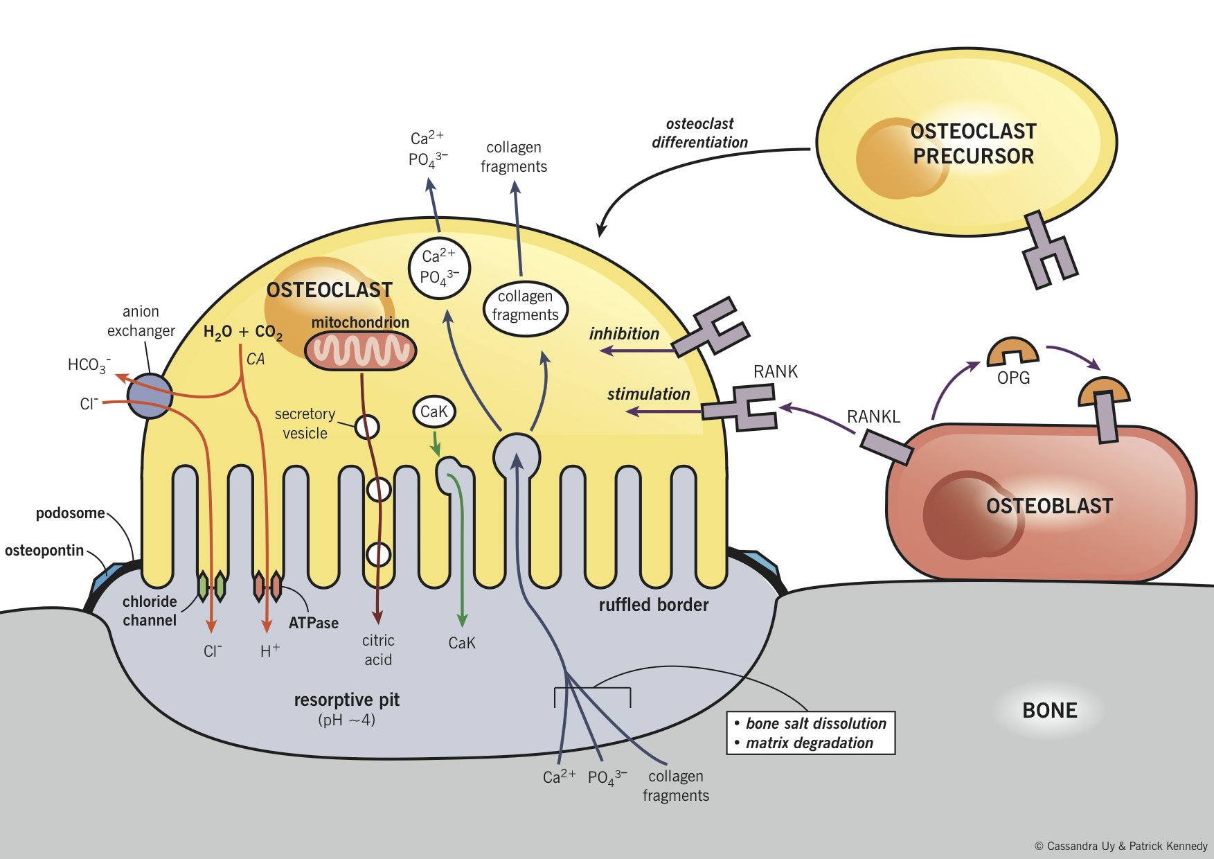 Bone resorption and the relationship between osteoblasts and osteoclasts