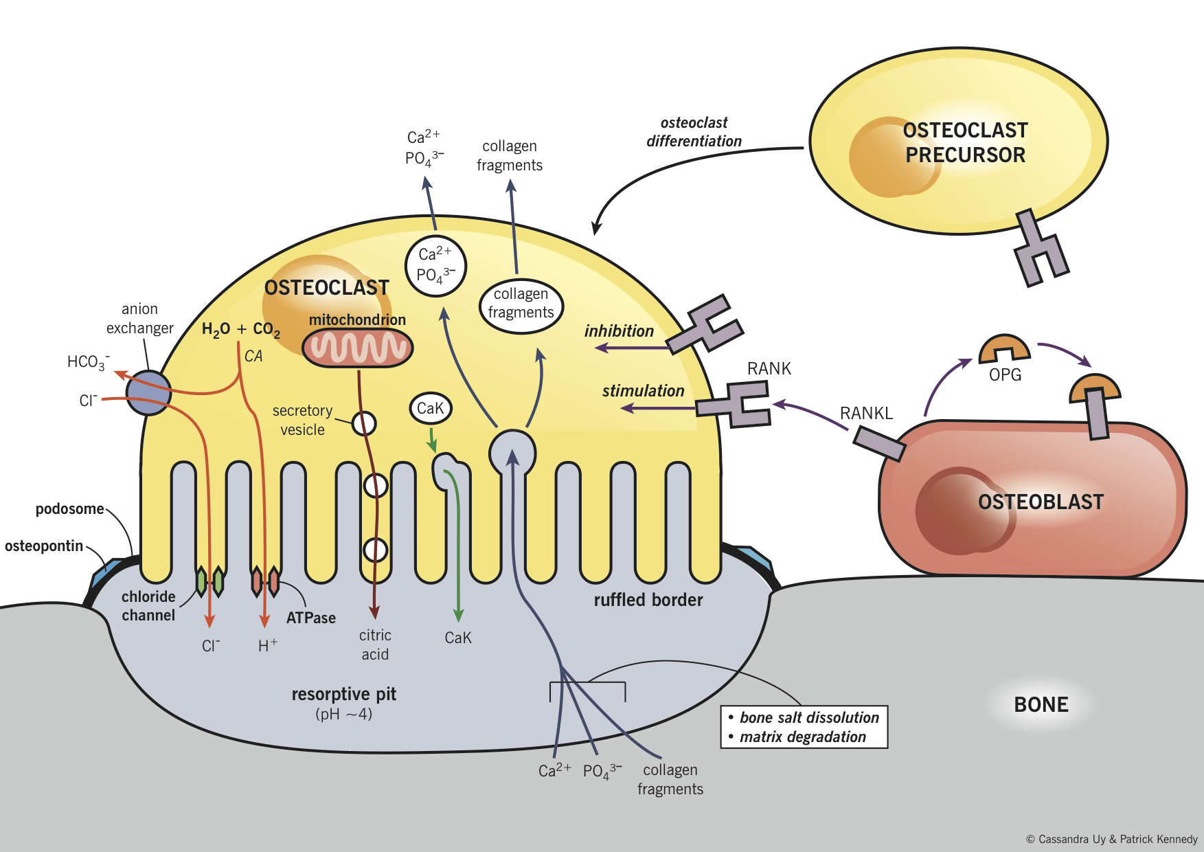 Bone Resorption And The Relationship Between Osteoblasts And 