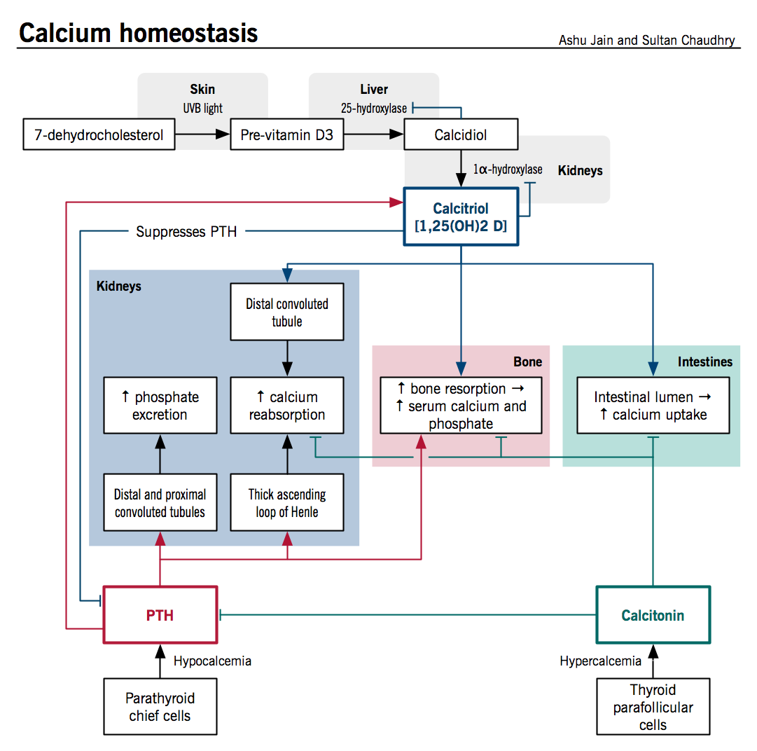 homeostatic imbalances of the skin worksheet