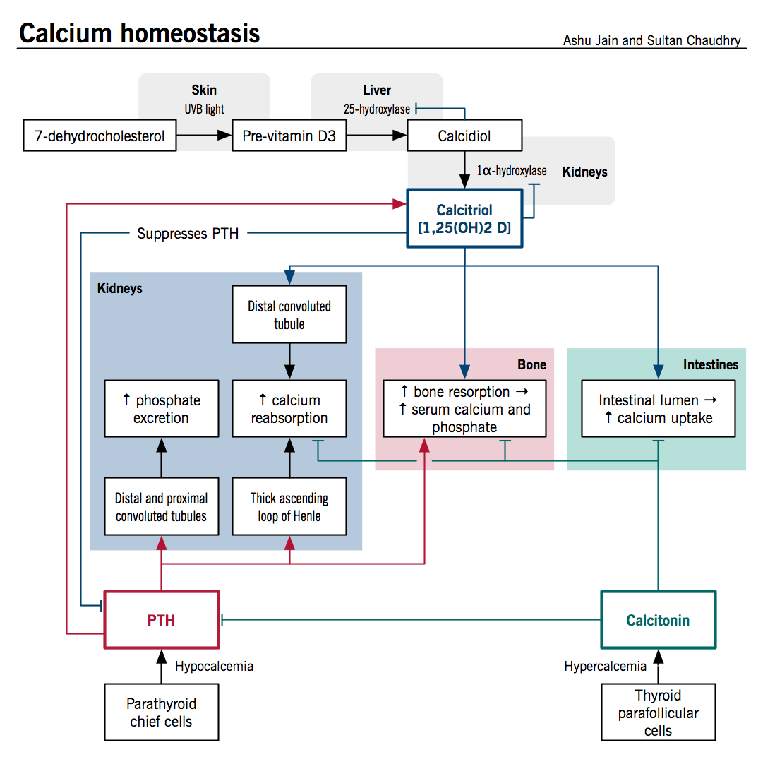 Calcium homeostasis