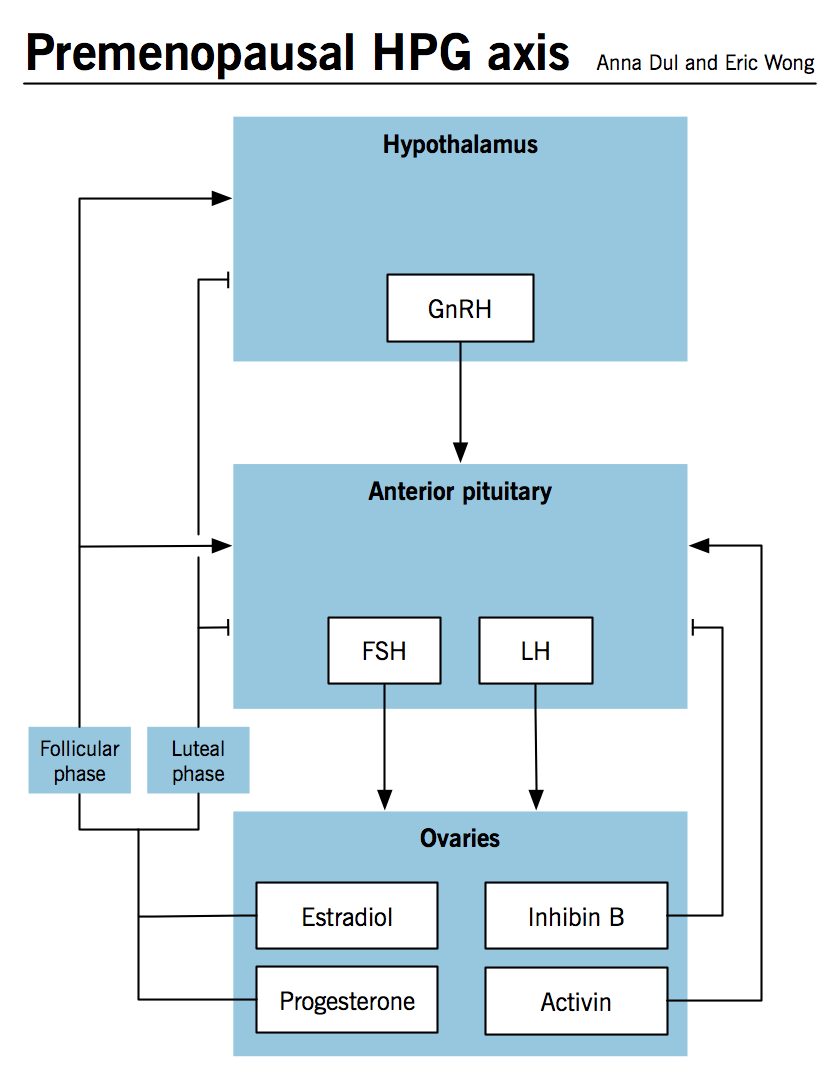 Premenopausal HPG axis regulation