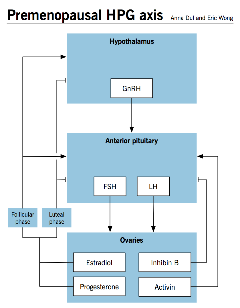 Perimenopause Hormone Chart