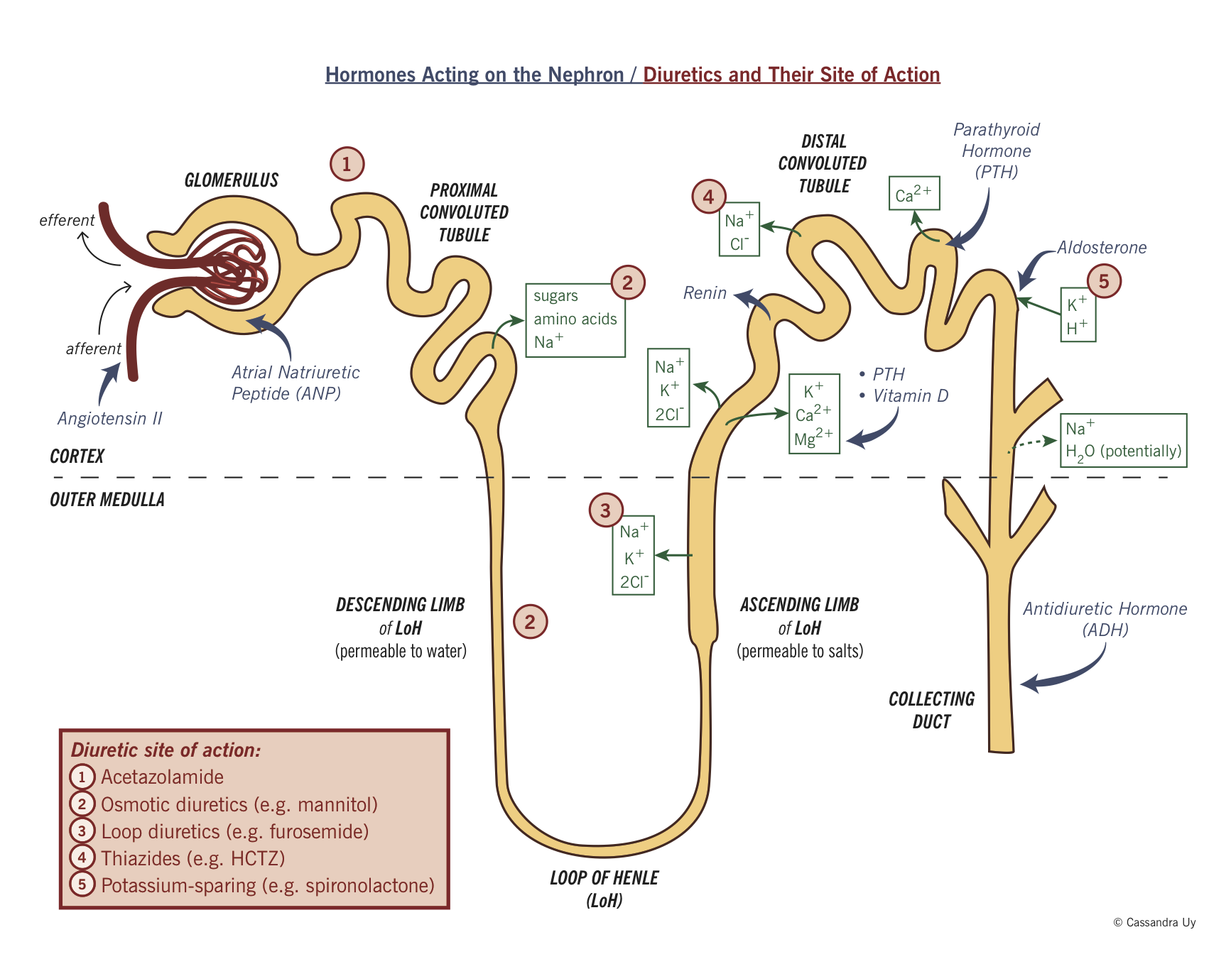 The nephron showing reabsorption, hormone action, and diuretic action.