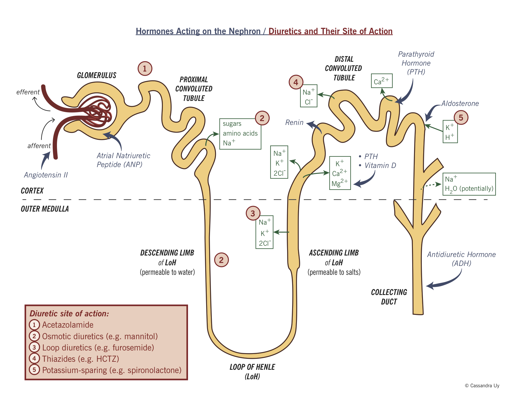 Diuretics