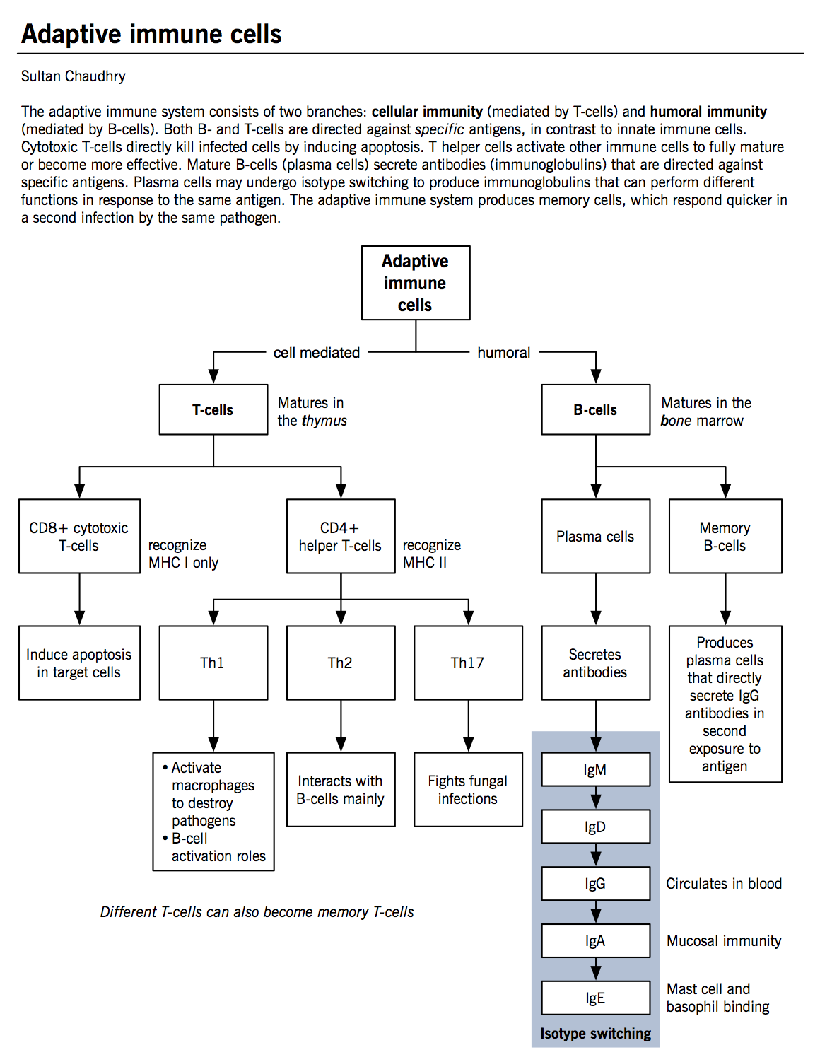 Immune System Cells Chart