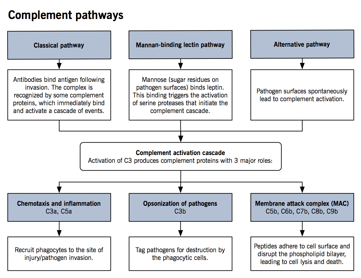 Complement pathways