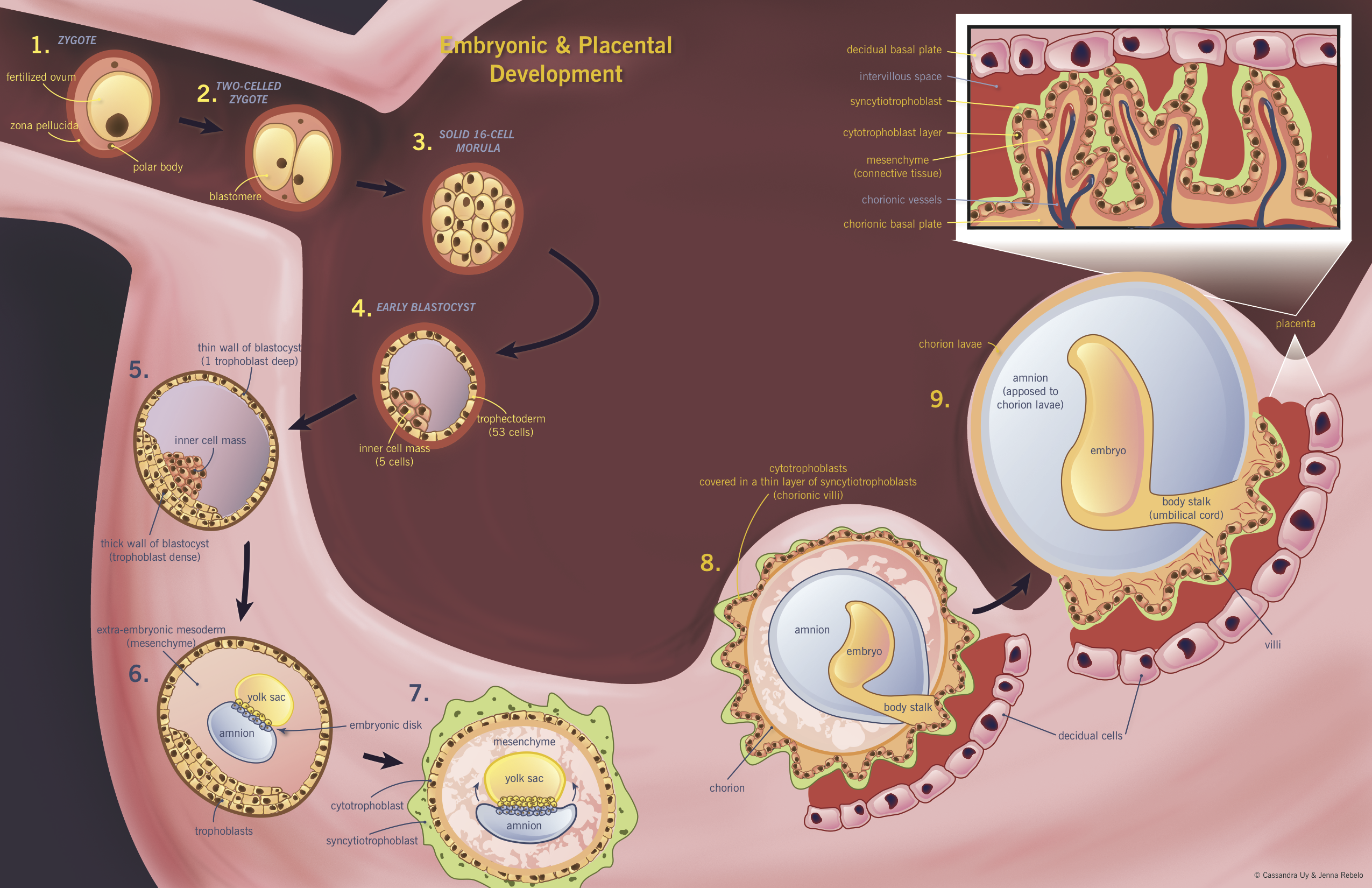 implantation