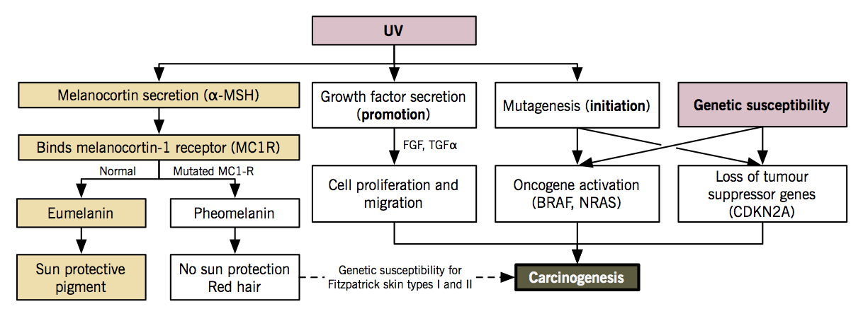 Skin cancer benign mole