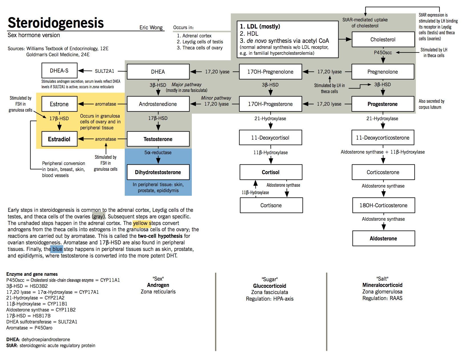 Steroidogenesis - sex hormone synthesis