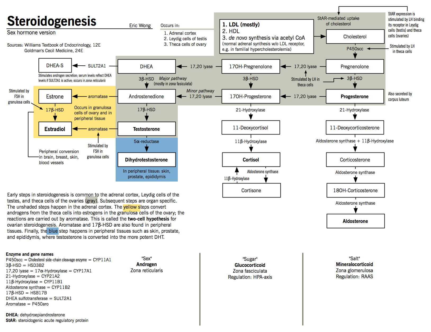 Sex Hormone Synthesis Regulation And Function Mcmaster Pathophysiology Review