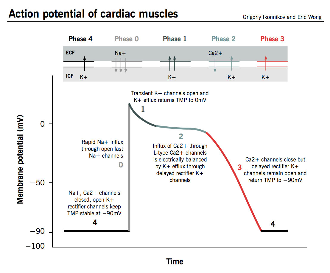 Action potential of cardiac muscles