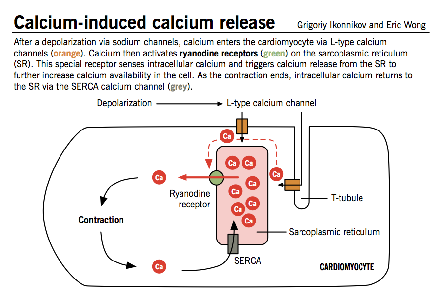 Calcium-induced calcium release