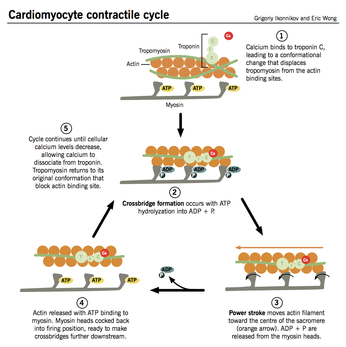 Cardiomyocyte contractile cycle