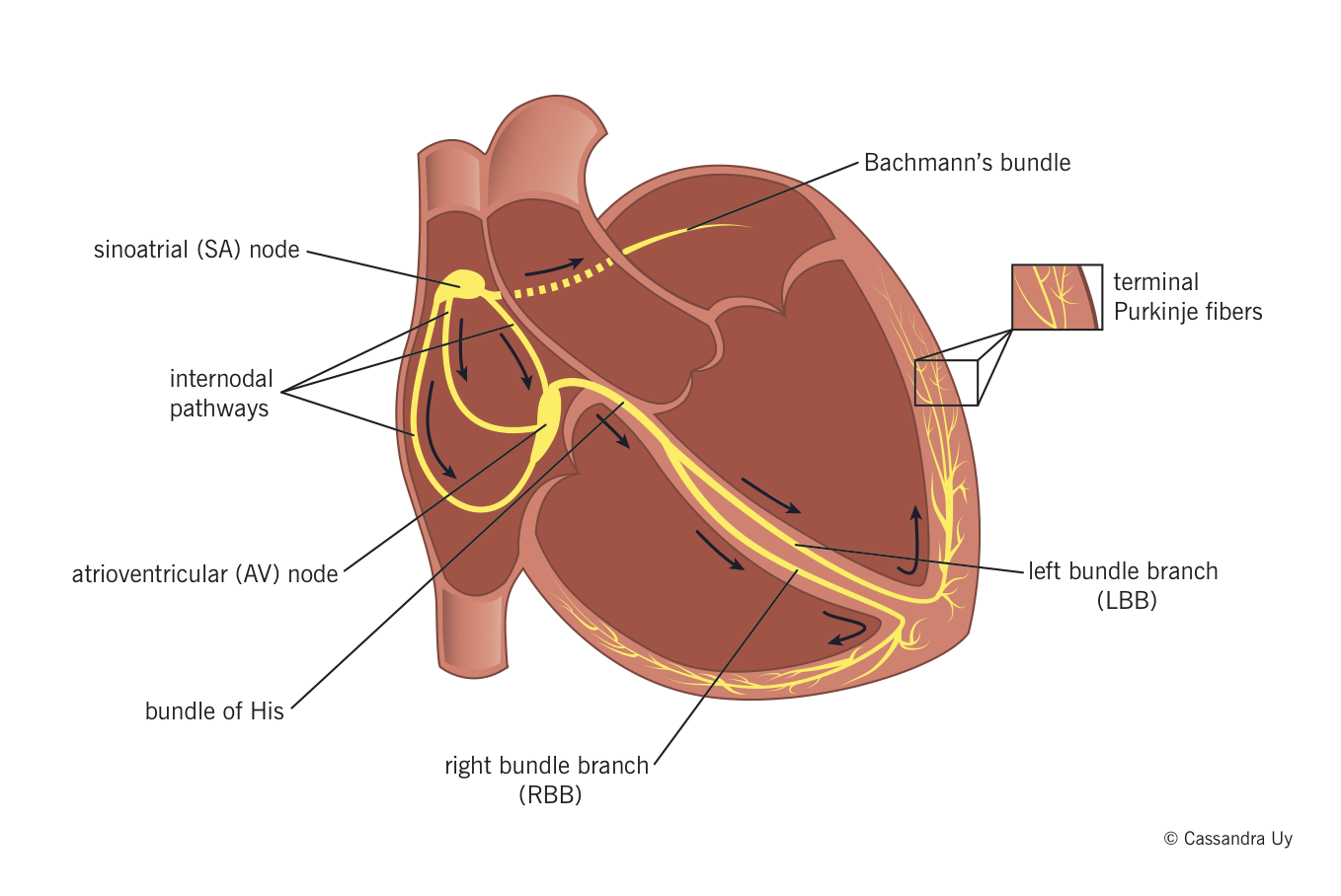 Cardiac conduction system