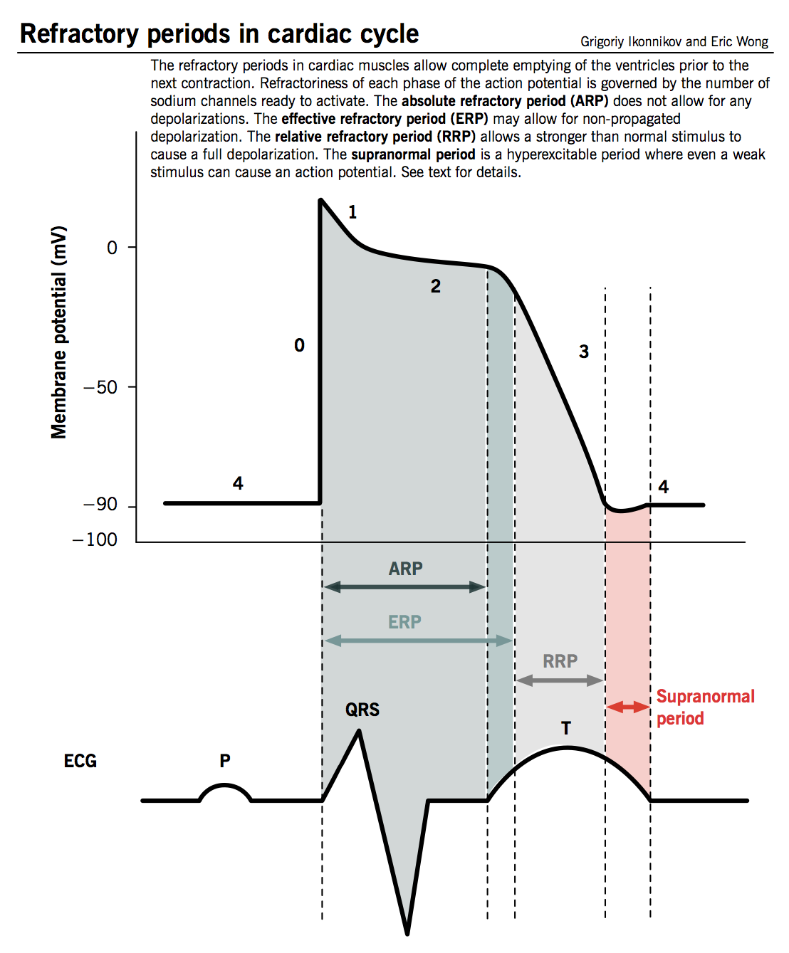 Refractory periods in cardiac cycle