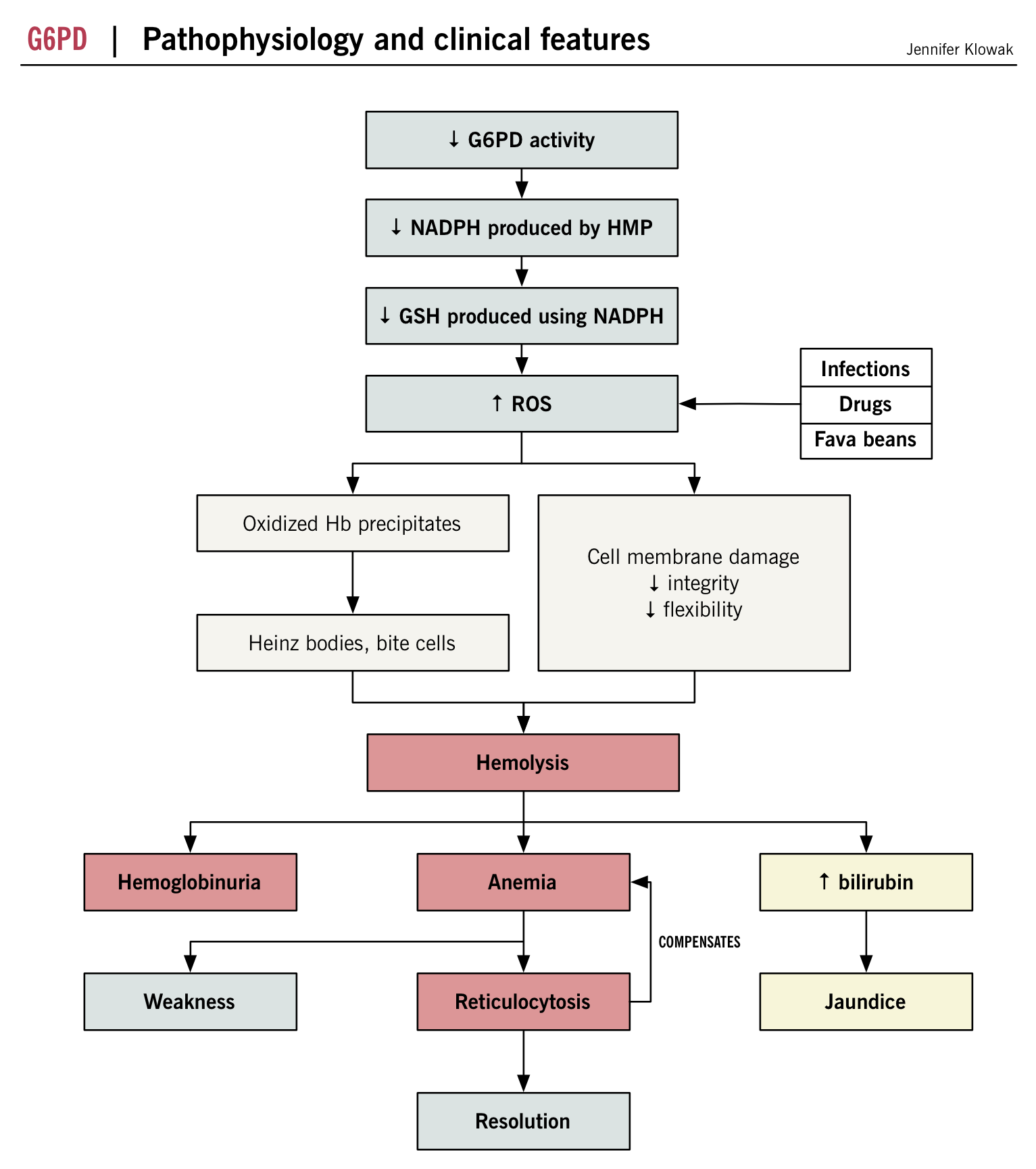 G6PD deficiency pathophysiology