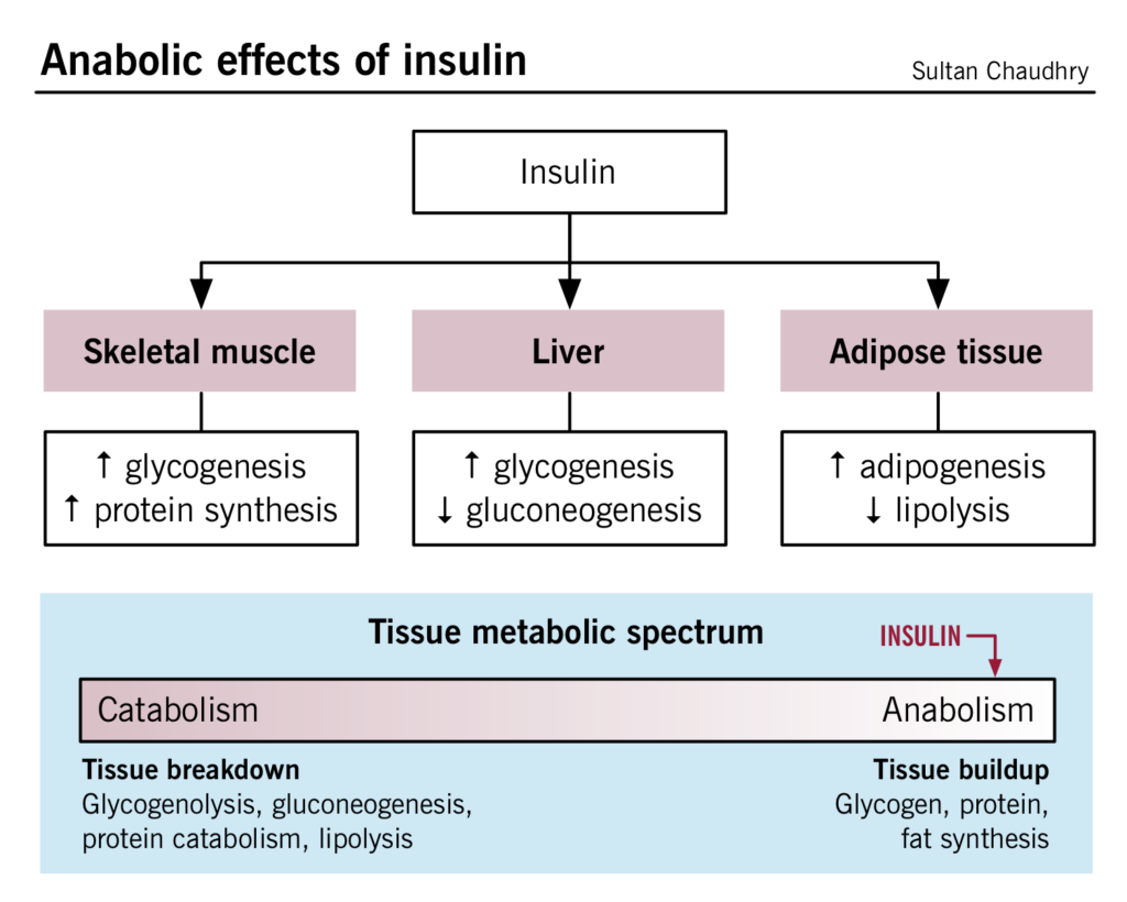 diabetic ketoacidosis pathophysiology)