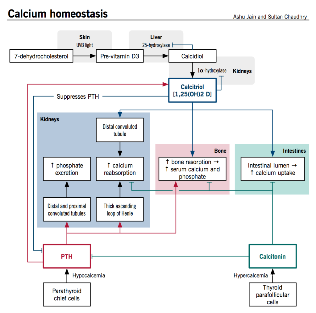 Calcium homeostasis and osteoporosis – McMaster Pathophysiology Review